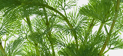 Sphacelaria scoparia
